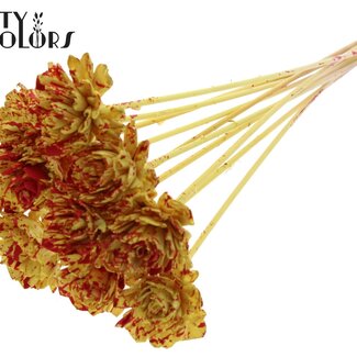 Shola Dahlia op stok | Kleur: Gespetterd Geel Rood | Shola Dhalya | Diameter 6 centimeter | Lengte ± 50 centimeter | 10 bijstekers per bos | Per bos