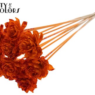 Shola Dahlia op stok | Kleur: Meerkleurig Gespetterd Oranje Rood | Shola Dhalya | Diameter 6 centimeter | Lengte ± 50 centimeter | 10 bijstekers per bos | Per bos