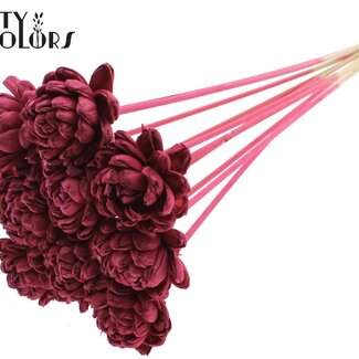 QC Shola Rozen op stok | Kleur: Bordeauxrood | Shola New Beauty Rose | Diameter 6 centimeter | Lengte ± 50 centimeter | 10 bijstekers per bos | Per bos