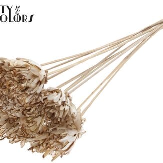 Shola Bloem op stok | Kleur: Natuurlijk Wit | Shola Slice Pine | Diameter 6 centimeter | Lengte ± 50 centimeter | 10 bijstekers per bos | Per bos