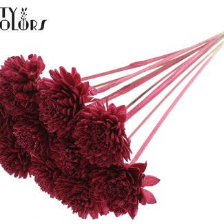 QC Shola Zinnia Flower on stem | Colour: Bordeaux red | Shola Zinia | Diameter 6 centimetre | Length ± 50 centimetre | 10 picks per bunch | Per bunch