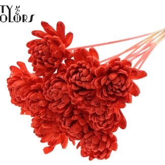 Shola Rozen op stok | Kleur: Koraalkleurig | Shola New Beauty Rose | Diameter 8 centimeter | Lengte ± 50 centimeter | 10 bijstekers per bos | Per bos