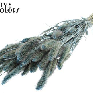 QC Dried Setaria | Colour: Pearl Light Blue | Setaria Dried Flowers | Length ± 70 centimetres | Weight 210 grams | Per bunch