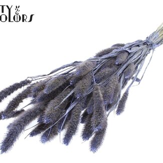 QC Gedroogde Setaria | Kleur: Pearl Milkapaars | Setarea Droogbloemen | Lengte ± 70 centimeter | Gewicht 210 gram | Per bos