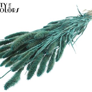QC Dried Setaria | Colour: Pearl Turquoise | Setaria Dried Flowers | Length ± 70 centimetres | Weight 210 grams | Per bunch