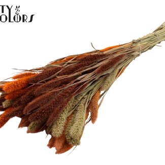 QC Dried Setaria “Colourful 3” | Colour: Mixed Colours | Setaria Dried Flowers | Length ± 70 centimetres | Weight 210 grams | Per bunch
