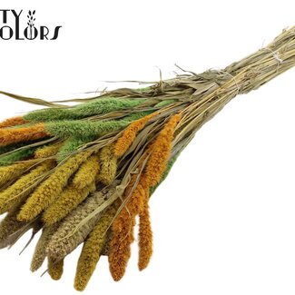 QC Getrocknete Setaria „Summer Mix“ | Farbe: Gemischte Farben | Setaria Trockenblumen | Länge ± 70 Zentimeter | Gewicht 210 Gramm | Pro Bund