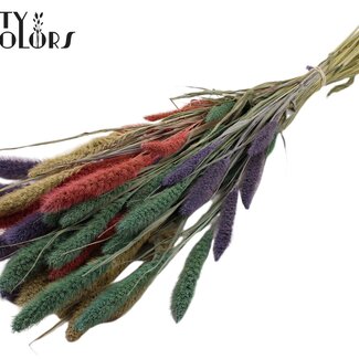 QC Dried Setaria "Colourful 1" | Colour: Mixed Colours | Setaria Dried Flowers | Length ± 70 centimetres | Weight 210 grams | Per bunch