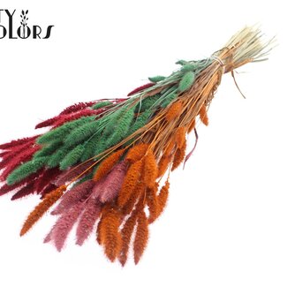 QC Getrocknete Setaria „Summer Sorbet“ | Farbe: Gemischte Farben | Setaria Trockenblumen | Länge ± 70 Zentimeter | Gewicht 210 Gramm | Pro Bund