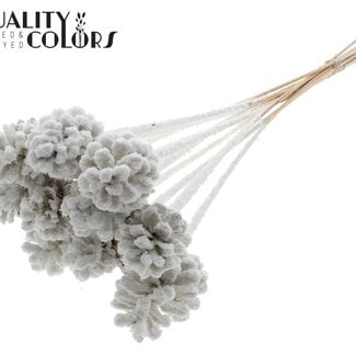Dennenappel op stok | Kleur: Wit met Sneeuw | Diameter 5 - 7 centimeter | Lengte ± 50 centimeter | 10 bijstekers per bos