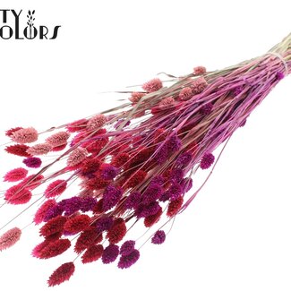 QC Getrocknete Phalaris "Love Mix" | Farbe: Gemischte Farben | Kanariengras Trockenblumen | Länge ± 60 Zentimeter | Gewicht 220 Gramm | Pro Bund