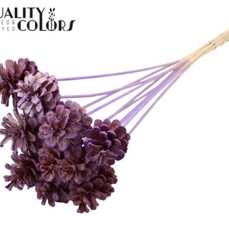 QC Gebleekte Dennenappel op stok | Kleur: Milkapaars | Diameter 5 - 7 centimeter | Lengte ± 50 centimeter | 10 bijstekers per bos