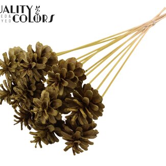 QC Gebleekte Dennenappel op stok | Kleur: Olijfgroen | Diameter 5 - 7 centimeter | Lengte ± 50 centimeter | 10 bijstekers per bos