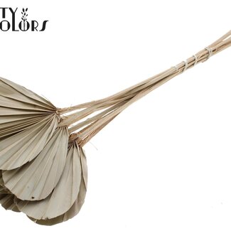 QC Gedroogde Palm Spear Heart | Kleur: Naturel Groen Grijs | Palmbladeren in Hartvorm | Lengte ± 45 centimeter | 10 takken per bos | Per bos
