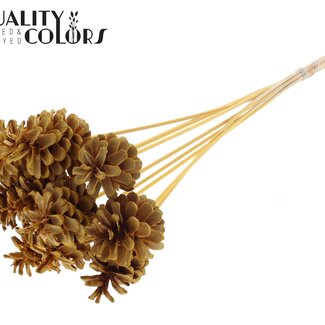 QC Gebleekte Dennenappel op stok | Kleur: Abrikooskleurig | Diameter 5 - 7 centimeter | Lengte ± 50 centimeter | 10 bijstekers per bos