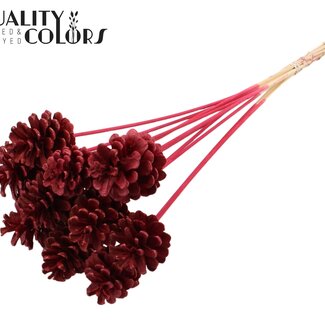QC Gebleekte Dennenappel op stok | Kleur: Bordeauxrood | Diameter 5 - 7 centimeter | Lengte ± 50 centimeter | 10 bijstekers per bos