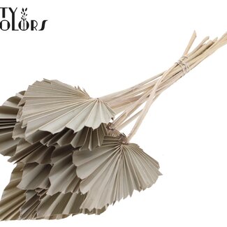 QC Gedroogde Palm Spear | Kleur: Frosted Naturelle Wit | Palmbladeren in Speervorm | Lengte ± 50 centimeter | 10 takken per bos | Per bos