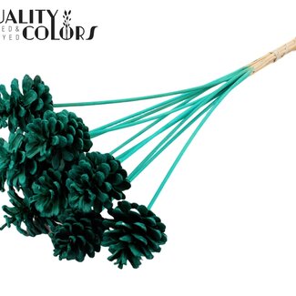 QC Gebleekte Dennenappel op stok | Kleur: Turquoise | Diameter 5 - 7 centimeter | Lengte ± 50 centimeter | 10 bijstekers per bos