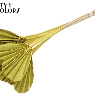 QC Gedroogde Palm Spear Heart | Kleur: Geel | Palmbladeren in Hartvorm | Lengte ± 45 centimeter | 10 takken per bos | Per bos