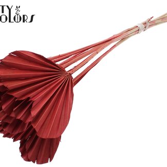 QC Gedroogde Palm Spear Heart | Kleur: Rood | Palmbladeren in Hartvorm | Lengte ± 45 centimeter | 10 takken per bos | Per bos