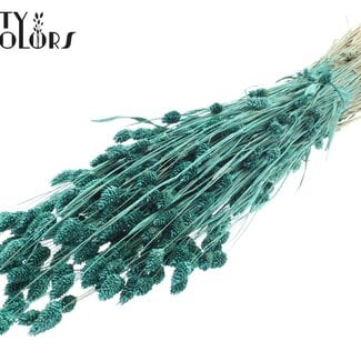 QC Getrocknete Phalaris | Farbe: Pearl Türkis | Kanariengras Trockenblumen | Länge ± 60 Zentimeter | Gewicht 220 Gramm | Pro Bund