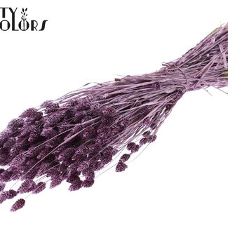 QC Gedroogde Phalaris | Kleur: Metallic Roze | Kanariegras Droogbloemen | Lengte ± 60 centimeter | Gewicht 220 gram | Per bos