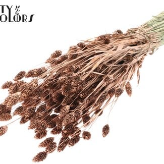 QC Gedroogde Phalaris | Kleur: Koperkleurig met Glitter | Kanariegras Droogbloemen | Lengte ± 60 centimeter | Gewicht 220 gram | Per bos