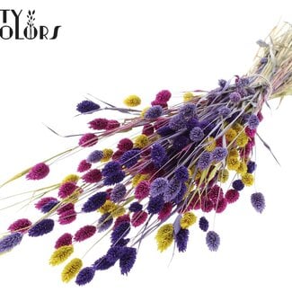 QC Gedroogde Phalaris "Kleurrijk 11" | Kleur: Gemengde Kleuren | Kanariegras Droogbloemen | Lengte ± 60 centimeter | Gewicht 220 gram | Per bos