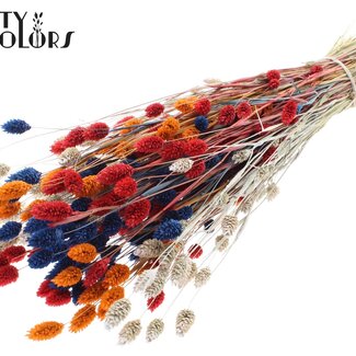 QC Gedroogde Phalaris "Dutch Mix" | Kleur: Gemengde Kleuren | Kanariegras Droogbloemen | Lengte ± 60 centimeter | Gewicht 220 gram | Per bos