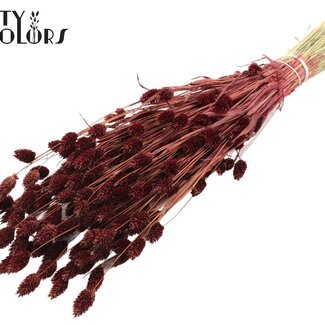 QC Gedroogde Phalaris | Kleur: Bordeauxrood | Kanariegras Droogbloemen | Lengte ± 60 centimeter | Gewicht 220 gram | Per bos