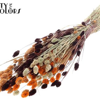 QC Getrocknete Phalaris "Bunt 3" | Farbe: Gemischte Farben | Kanariengras Trockenblumen | Länge ± 60 Zentimeter | Gewicht 220 Gramm | Pro Bund