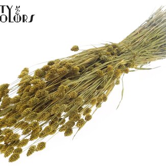 QC Gedroogde Phalaris | Kleur: Metallic Geel | Kanariegras Droogbloemen | Lengte ± 60 centimeter | Gewicht 220 gram | Per bos
