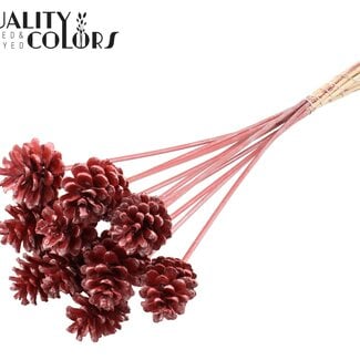QC Dennenappel op stok | Kleur: Metallic Rood | Diameter 5 - 7 centimeter | Lengte ± 50 centimeter | 10 bijstekers per bos
