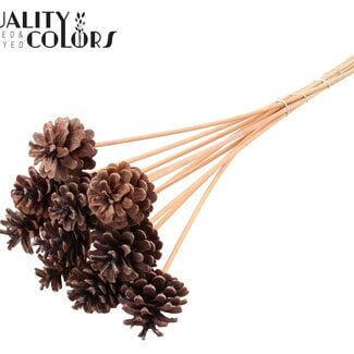 QC Dennenappel op stok | Kleur: Frosted Zalmkleurig | Diameter 5 - 7 centimeter | Lengte ± 50 centimeter | 10 bijstekers per bos
