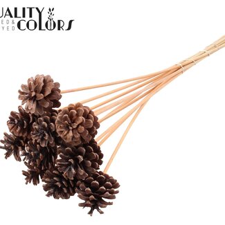 QC Pine cone on stick | Colour: Frosted Salmon | Diameter 5 - 7 centimetres | Length ± 50 centimetres | 10 picks per bunch