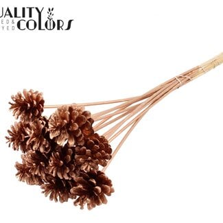 QC Dennenappel op stok | Kleur: Koperkleurig | Diameter 5 - 7 centimeter | Lengte ± 50 centimeter | 10 bijstekers per bos