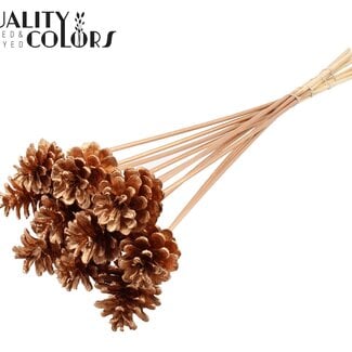 QC Dennenappel op stok | Kleur: Antiek Goudkleurig | Diameter 5 - 7 centimeter | Lengte ± 50 centimeter | 10 bijstekers per bos