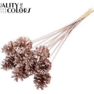 QC Dennenappel op stok | Kleur: Champagnekleurig | Diameter 5 - 7 centimeter | Lengte ± 50 centimeter | 10 bijstekers per bos