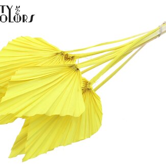 QC Gedroogde Gebleekte Palm Spear | Kleur: Geel | Palmbladeren in Speervorm | Lengte ± 55 centimeter | 10 takken per bos | Per bos