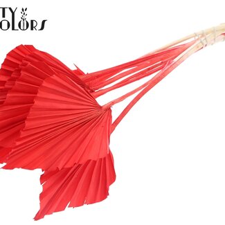 QC Gedroogde Gebleekte Palm Spear | Kleur: Rood | Palmbladeren in Speervorm | Lengte ± 55 centimeter | 10 takken per bos | Per bos