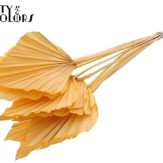 QC Gedroogde Gebleekte Palm Spear | Kleur: Zalmkleurig | Palmbladeren in Speervorm | Lengte ± 55 centimeter | 10 takken per bos | Per bos