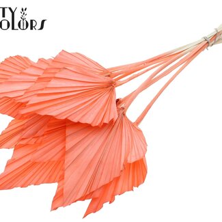 QC Gedroogde Gebleekte Palm Spear | Kleur: Koraalkleurig | Palmbladeren in Speervorm | Lengte ± 55 centimeter | 10 takken per bos | Per bos