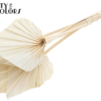 QC Gedroogde Gebleekte Palm Spear | Kleur: Naturel | Palmbladeren in Speervorm | Lengte ± 55 centimeter | 10 takken per bos | Per bos