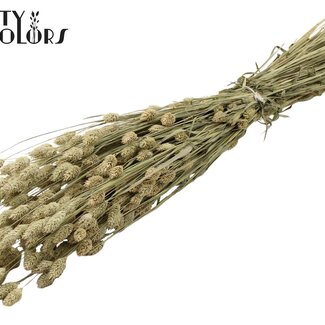 QC Getrocknete Phalaris | Farbe: Natur | Kanariengras Trockenblumen | Länge ± 60 Zentimeter | Gewicht 220 Gramm | Pro Bund