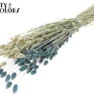 QC Gedroogde Phalaris | Kleur: Tweekleurig Frosted Lichtblauw | Kanariegras Droogbloemen | Lengte ± 60 centimeter | Gewicht 220 gram | Per bos