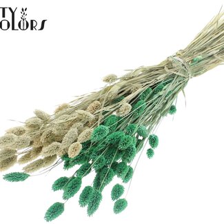 QC Gedroogde Phalaris | Kleur: Tweekleurig Frosted Mintgroen | Kanariegras Droogbloemen | Lengte ± 60 centimeter | Gewicht 220 gram | Per bos
