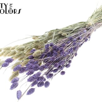 QC Gedroogde Phalaris | Kleur: Tweekleurig Frosted Milkapaars | Kanariegras Droogbloemen | Lengte ± 60 centimeter | Gewicht 220 gram | Per bos