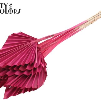 QC Gedroogde Palm Spear | Kleur: Kerskleurig | Palmbladeren in Speervorm | Lengte ± 50 centimeter | 10 takken per bos | Per bos
