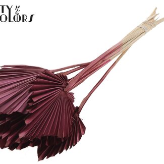 QC Gedroogde Palm Spear | Kleur: Bordeauxrood | Palmbladeren in Speervorm | Lengte ± 50 centimeter | 10 takken per bos | Per bos