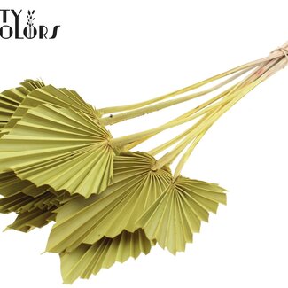 QC Gedroogde Palm Spear | Kleur: Geel | Palmbladeren in Speervorm | Lengte ± 50 centimeter | 10 takken per bos | Per bos